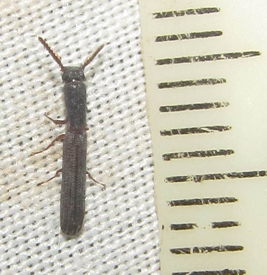 Gempylodini