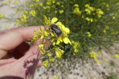 Tropinota squalida