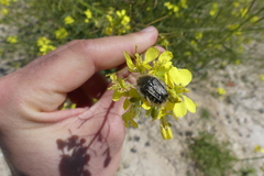 Tropinota squalida