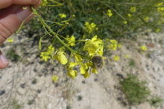 Tropinota squalida