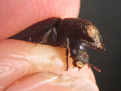 Bostrychoplites cornutus