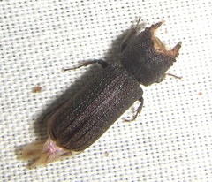 Bostrychoplites cornutus