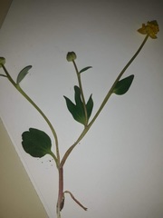 Ranunculus glaberrimus ellipticus