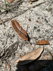 Enallagma doubledayi