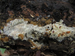 Hypomyces polyporinus