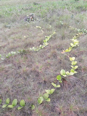 Odontadenia puncticulosa