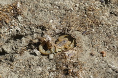 Buthus occitanus