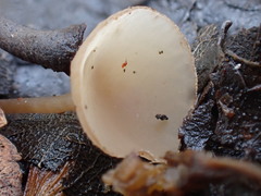 Ciboria amentacea