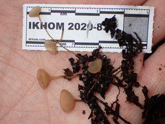 Ciboria amentacea