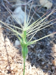 Aegilops neglecta