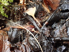 Ciboria amentacea
