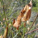 Willdenowia incurvata - Photo (c) sallyhey, algunos derechos reservados (CC BY-NC), subido por sallyhey