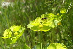 Chrysididae