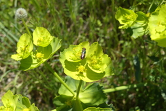 Chrysididae