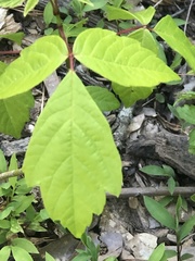 Toxicodendron radicans