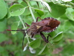 Piezogaster calcarator