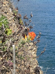 Castilleja mendocinensis