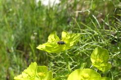 Chrysididae