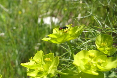 Chrysididae