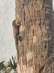 Leiocephalus carinatus