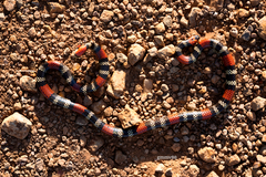 Micrurus altirostris