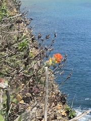 Castilleja mendocinensis
