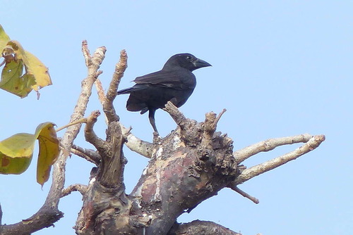 White-billed Buffalo-Weaver