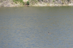Podiceps cristatus