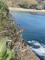 Castilleja mendocinensis