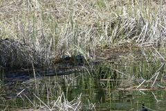 Trachemys scripta