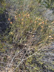 Willdenowia incurvata