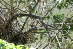 Cyanistes caeruleus