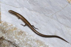 Ablepharus anatolicus