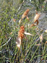 Willdenowia incurvata