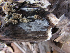 Hyphodontia arguta