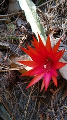 Heliocereus speciosus