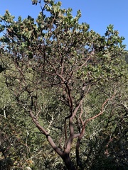 Arctostaphylos pallida