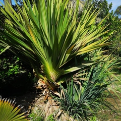 Pandanus utilis