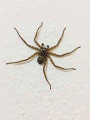 Selenops nigromaculatus