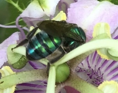 Pseudaugochlora graminea