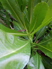 Scaevola taccada
