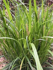Carex grayi