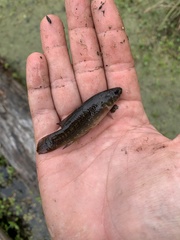 Umbra pygmaea