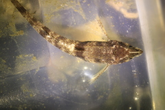 Odontopyxis trispinosa