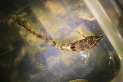 Odontopyxis trispinosa