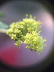 Lomatium bicolor leptocarpum
