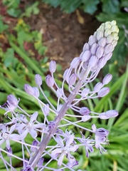 Scilla litardierei
