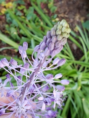 Scilla litardierei