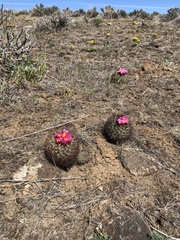 Pediocactus nigrispinus