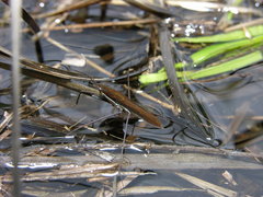 Limnoporus dissortis